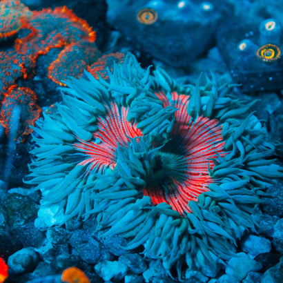 JC Ultra Rock Flower Anemone