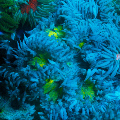 JC Ultra Rock Flower Anemone