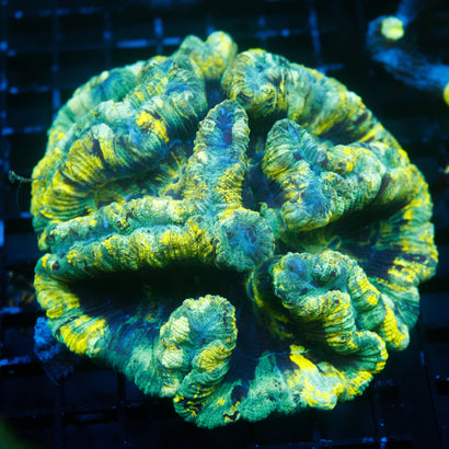 JC Ultra Rainbow Trachy