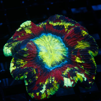 JC Ultra Rainbow Trachy