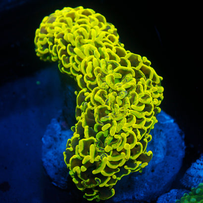 JC Neon Green Wall Hammer