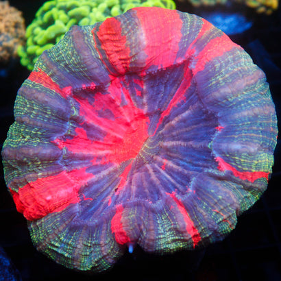 JC Ultra Rainbow Acanthophyllia