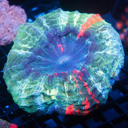 JC Ultra Rainbow Acanthophyllia