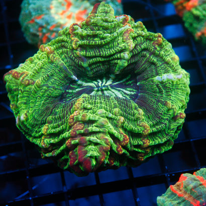 JC Ultra Rainbow Acanthophyllia