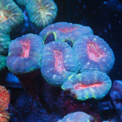 JC Rainbow Lobophyllia