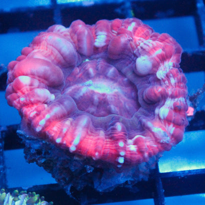 JC Valentine's Day Cynaria