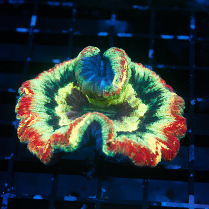 JC Ultra Rainbow Trachy