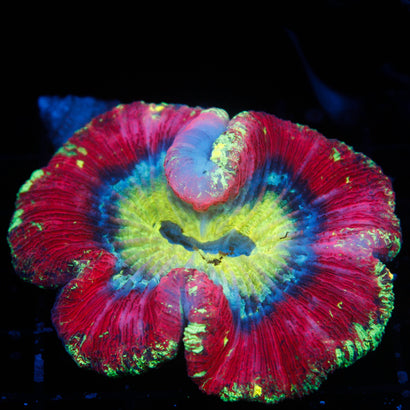 JC Ultra Rainbow Trachy