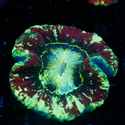 JC Ultra Rainbow Trachy