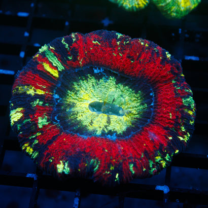 JC Ultra Rainbow Trachy