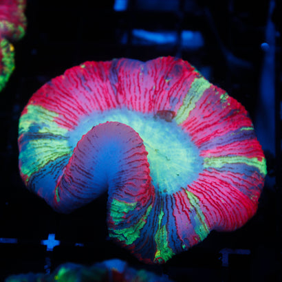 JC Ultra Rainbow Trachy