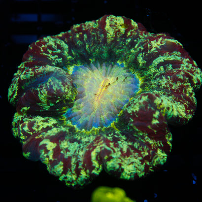 JC Ultra Rainbow Trachy