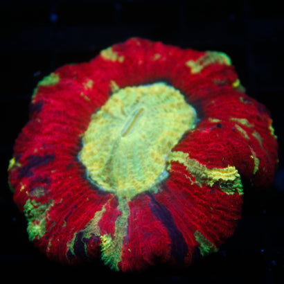 JC Ultra Rainbow Trachy