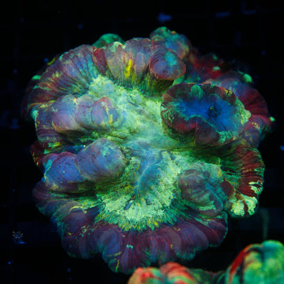 JC Ultra Rainbow Trachy