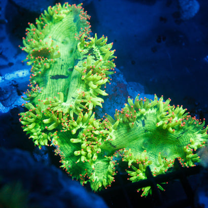 JC Ultra Elegance Coral