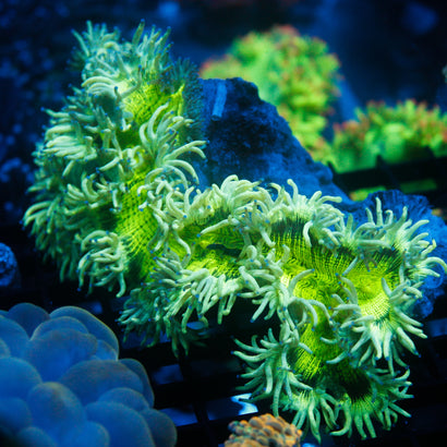 JC Ultra Elegance Coral