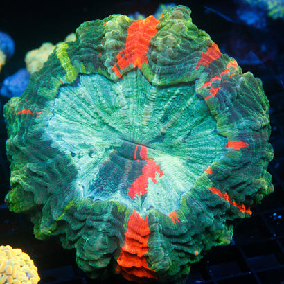 JC Ultra Rainbow Acanthophyllia