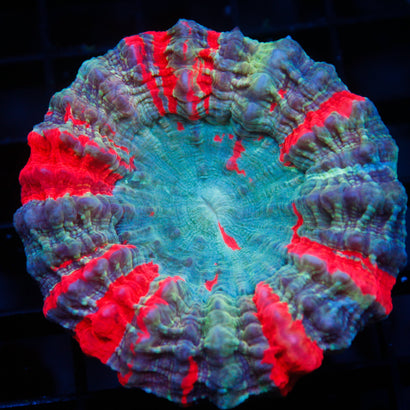 JC Ultra Rainbow Acanthophyllia
