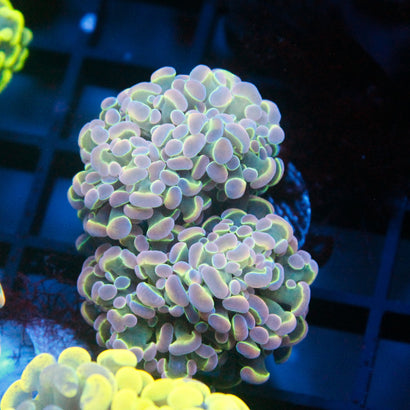 JC Ultra Hologram Hammer Mini Colony