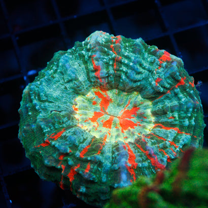 JC Ultra Rainbow Acanthophyllia
