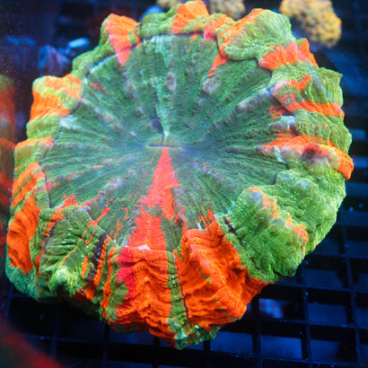 JC Ultra Rainbow Acanthophyllia