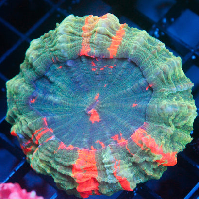 JC Ultra Rainbow Acanthophyllia