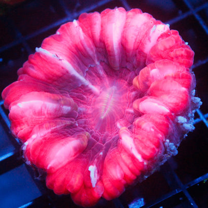 JC Candy Cane Cynaria