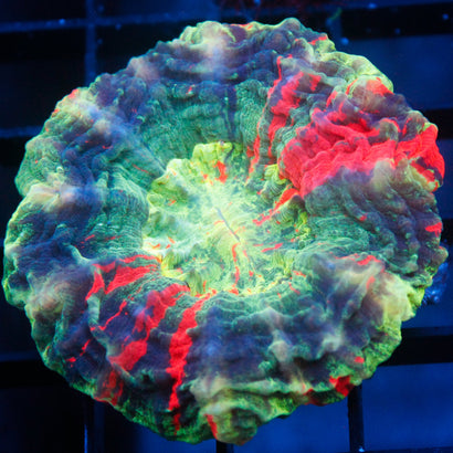 JC Ultra Rainbow Acanthophyllia