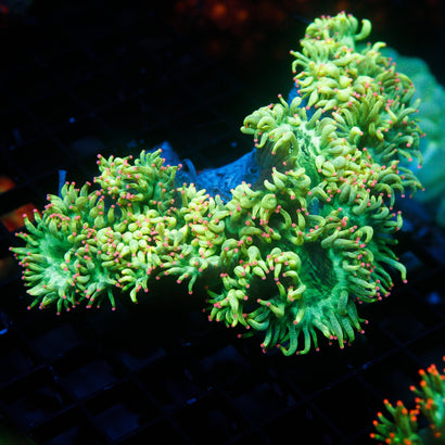 JC Ultra Elegance Coral