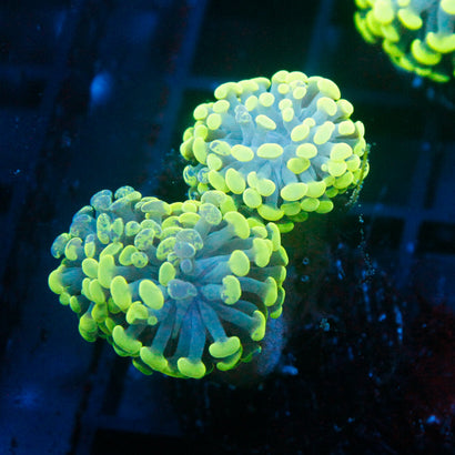 JC Neon Splatter Hammer