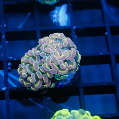 JC Ultra Hologram Hammer