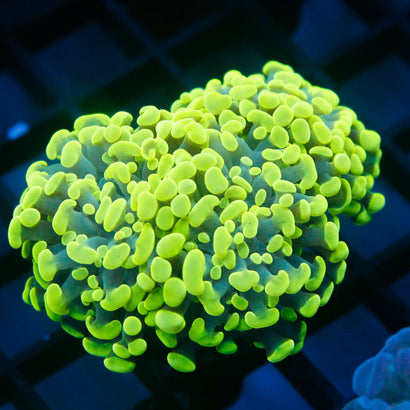 JC Neon Green Mini Colony