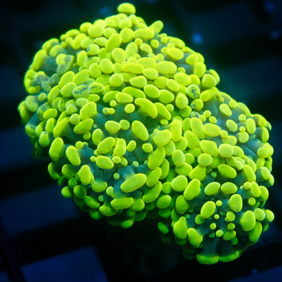 JC Neon Greem Hammer Mini Colony