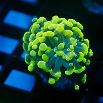 JC Neon Green Hammer