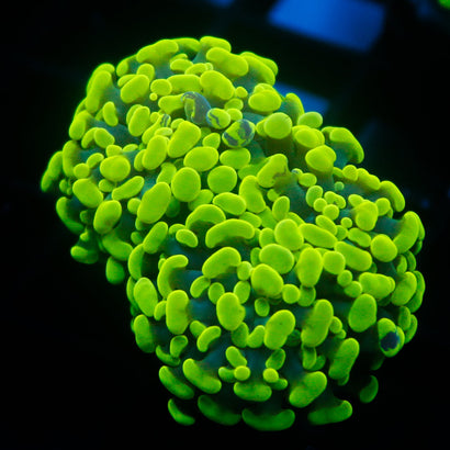 JC Neon Green Hammer
