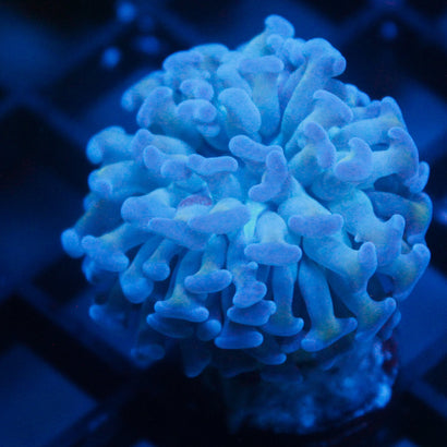 JC Bubble Blue Hammer