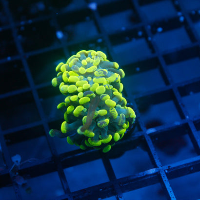 JC Green Splatter Hammer