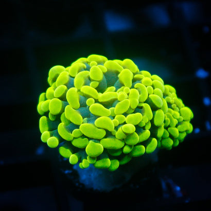 JC Neon Green Hammer
