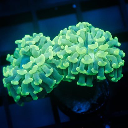 JC Pastel Green 