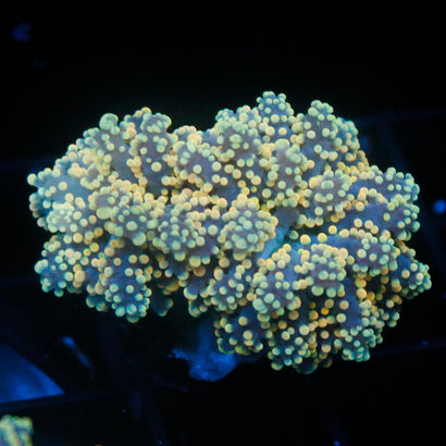 JC Yellow Octo