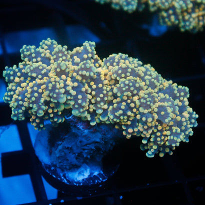JC Yellow Octo