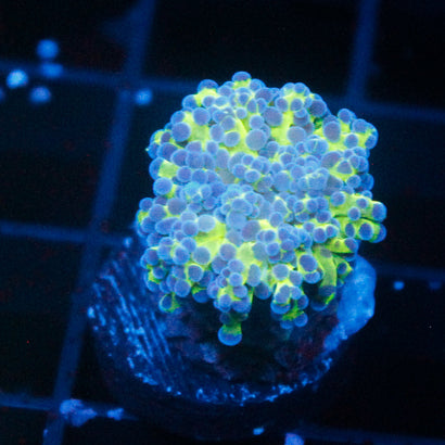 JC Hulk Octo