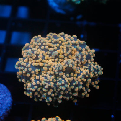JC Gold Octo