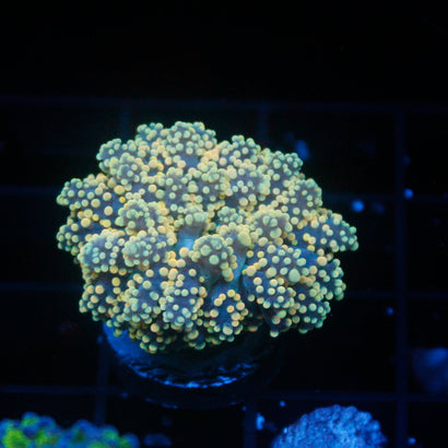JC Orange Octo