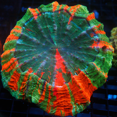JC Ultra Rainbow Acanthophyllia