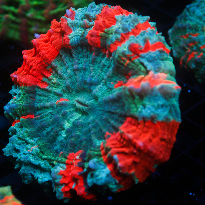 JC Ultra Rainbow Acanthophyllia