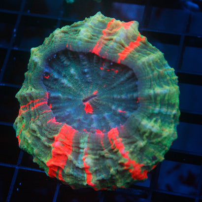 JC Ultra Rainbow Acanthophyllia