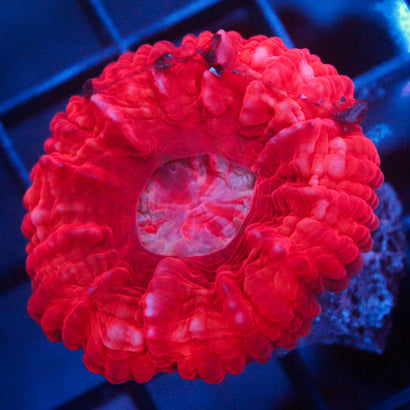 JC Ultra Red Cynaria