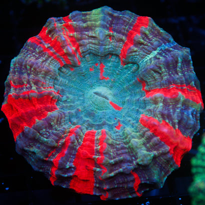 JC Ultra Rainbow Acanthophyllia