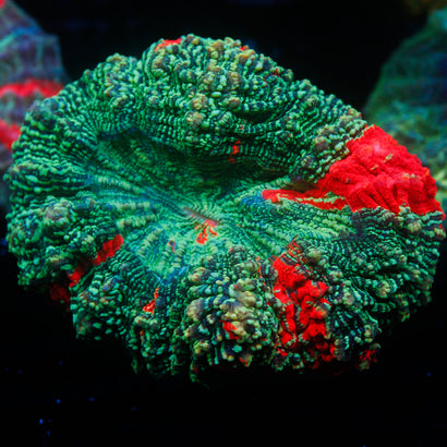 JC Ultra Rainbow Acanthophyllia